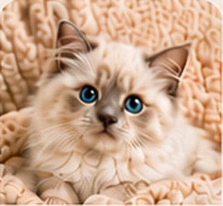 Luna, a Ragdoll kitten